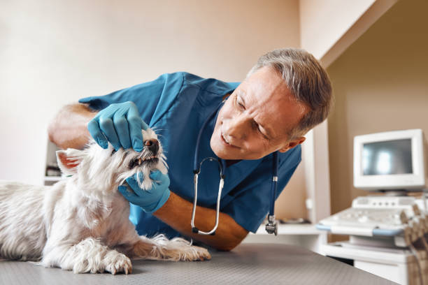Best Weekend Emergency Dentist in Laurel Springs, NJ